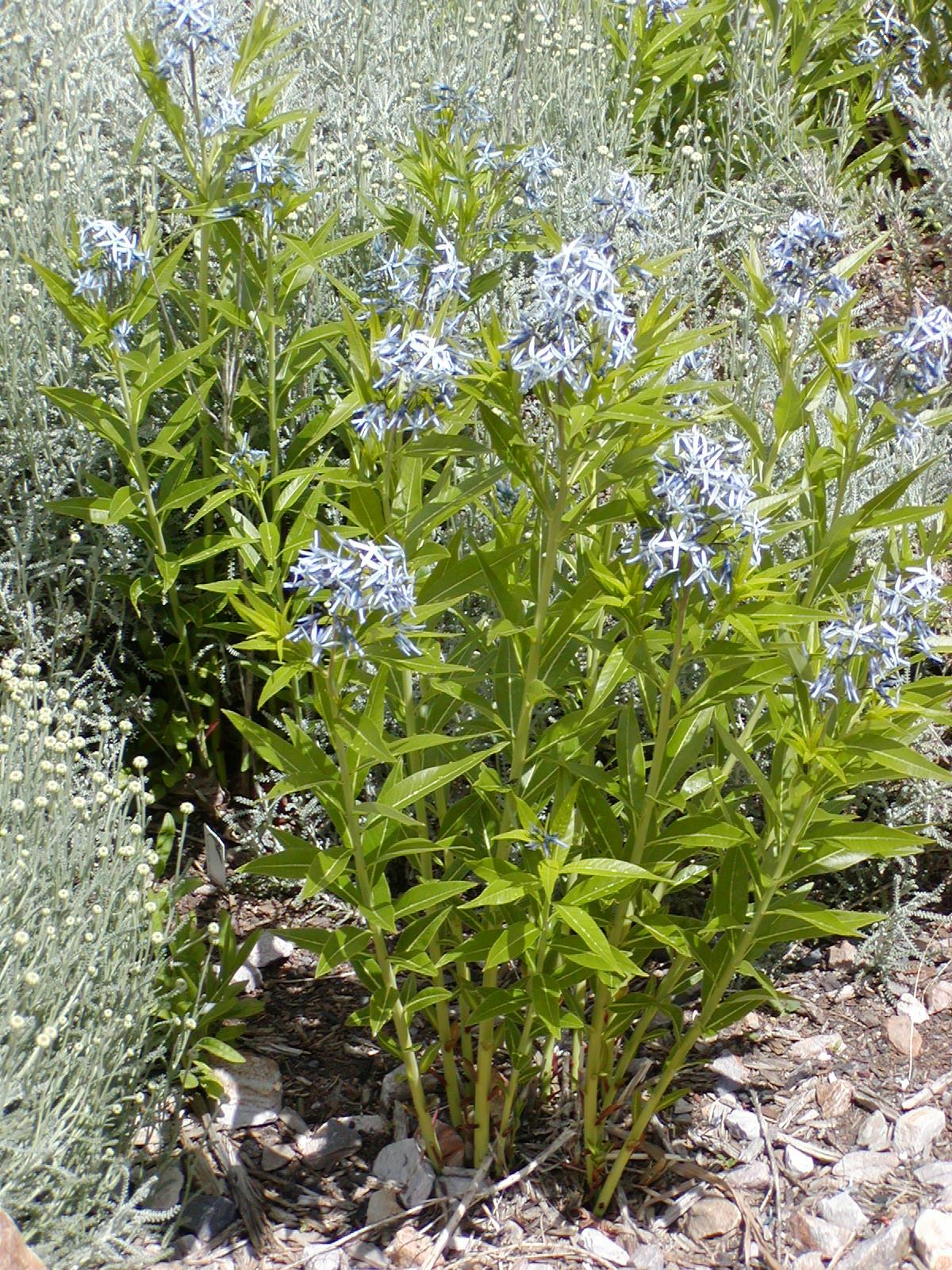 Amsonia orientalis - eastern bluestar, blue star