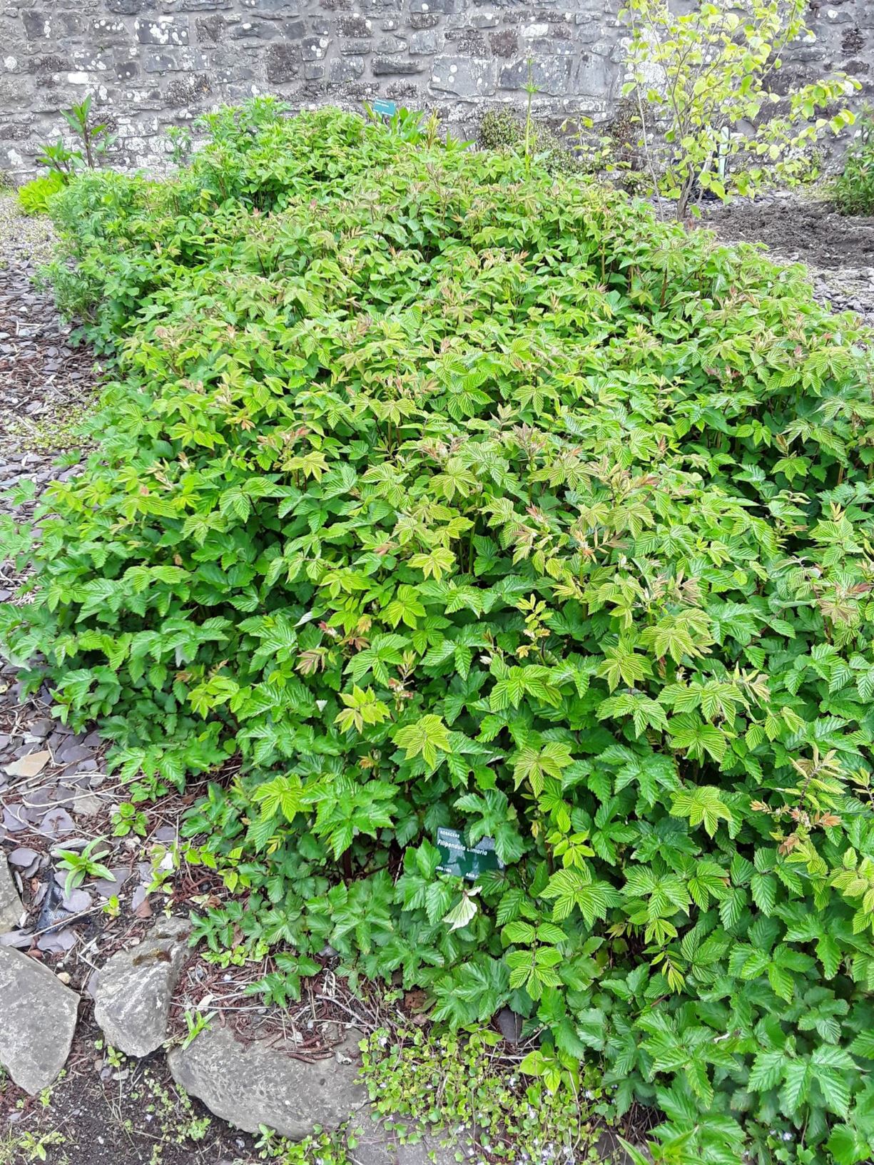 Filipendula ulmaria - Erwain, Meadowsweet, Bittersweet, Bridewort ...