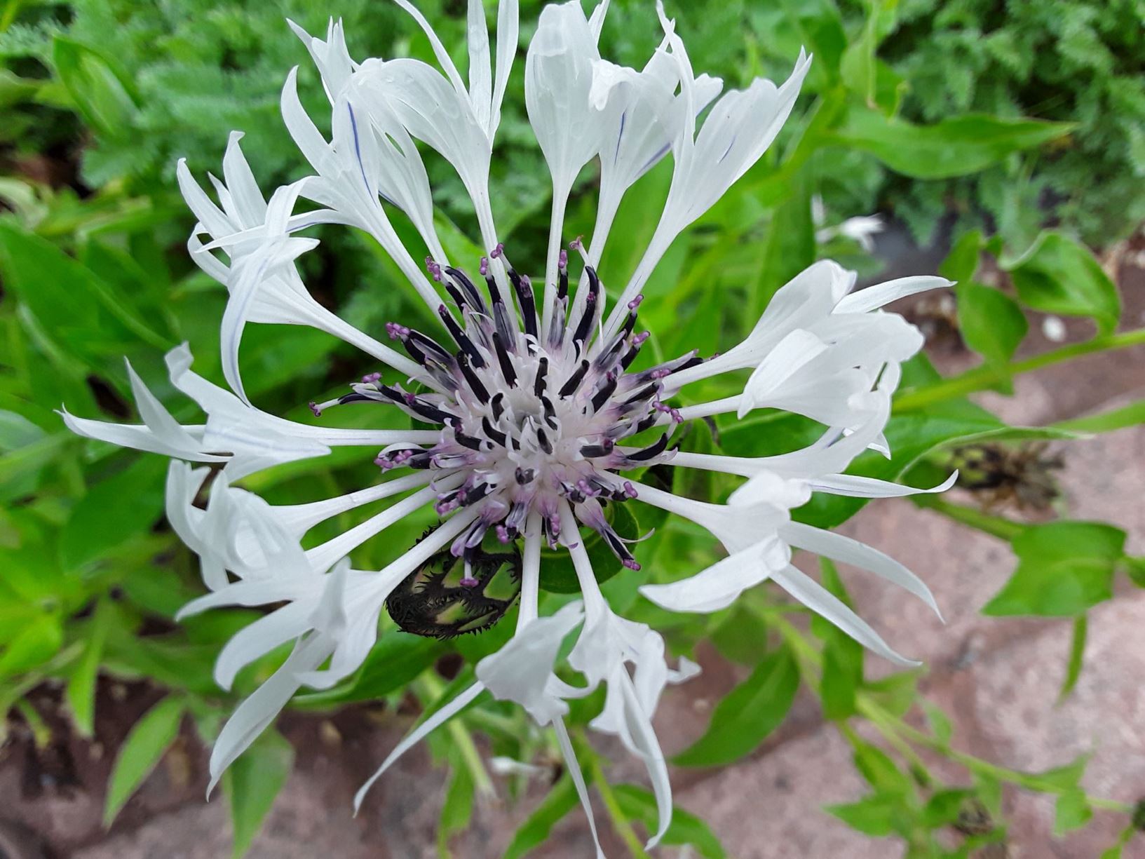 Centaurea montana 'Alba' - y benlas luosflwydd, white perennial cornflower