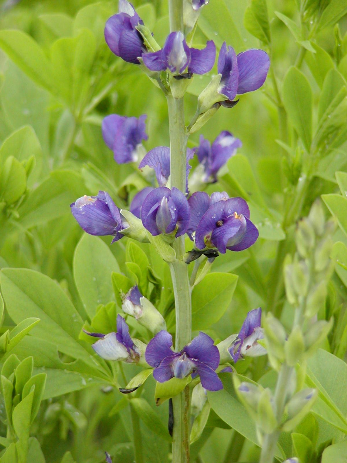 Baptisia australis - False Indigo, Tall False Indigo, Indigo Weed, Golden Lupine, Golden Indigo, False Lupine, Blue False Indigo, Bastard Lupine