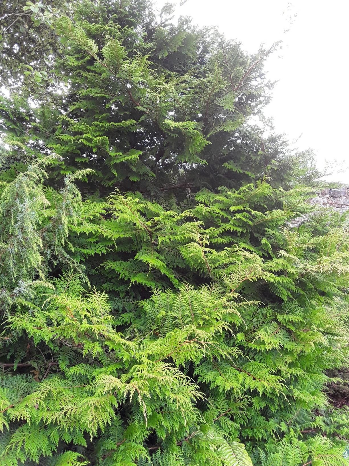 Chamaecyparis formosensis - Taiwan cedar, Taiwan cypress, Formosan cypress