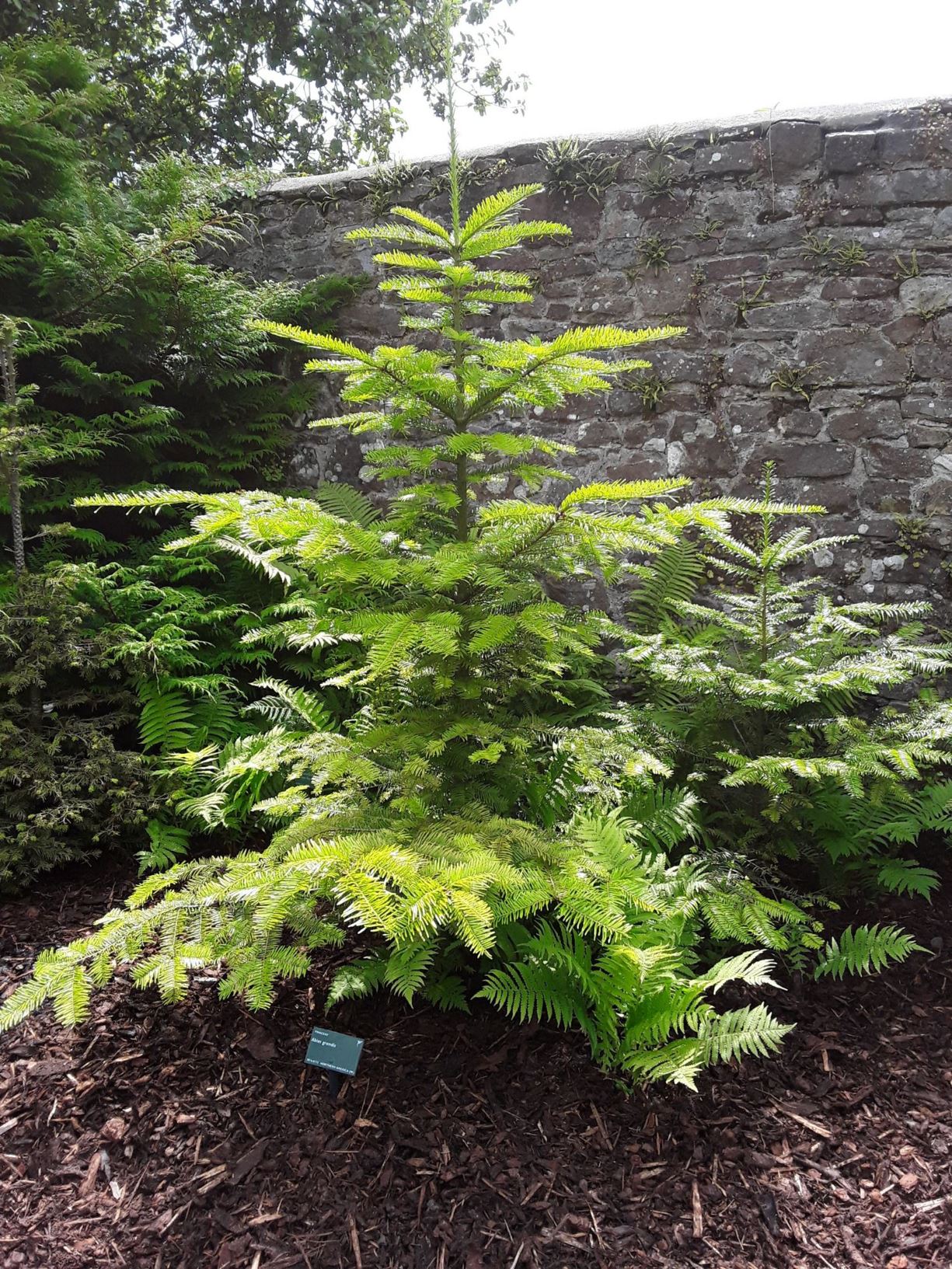 Abies grandis - ffynidwydden fawr, grand fir, giant fir, lowland white fir, great silver fir