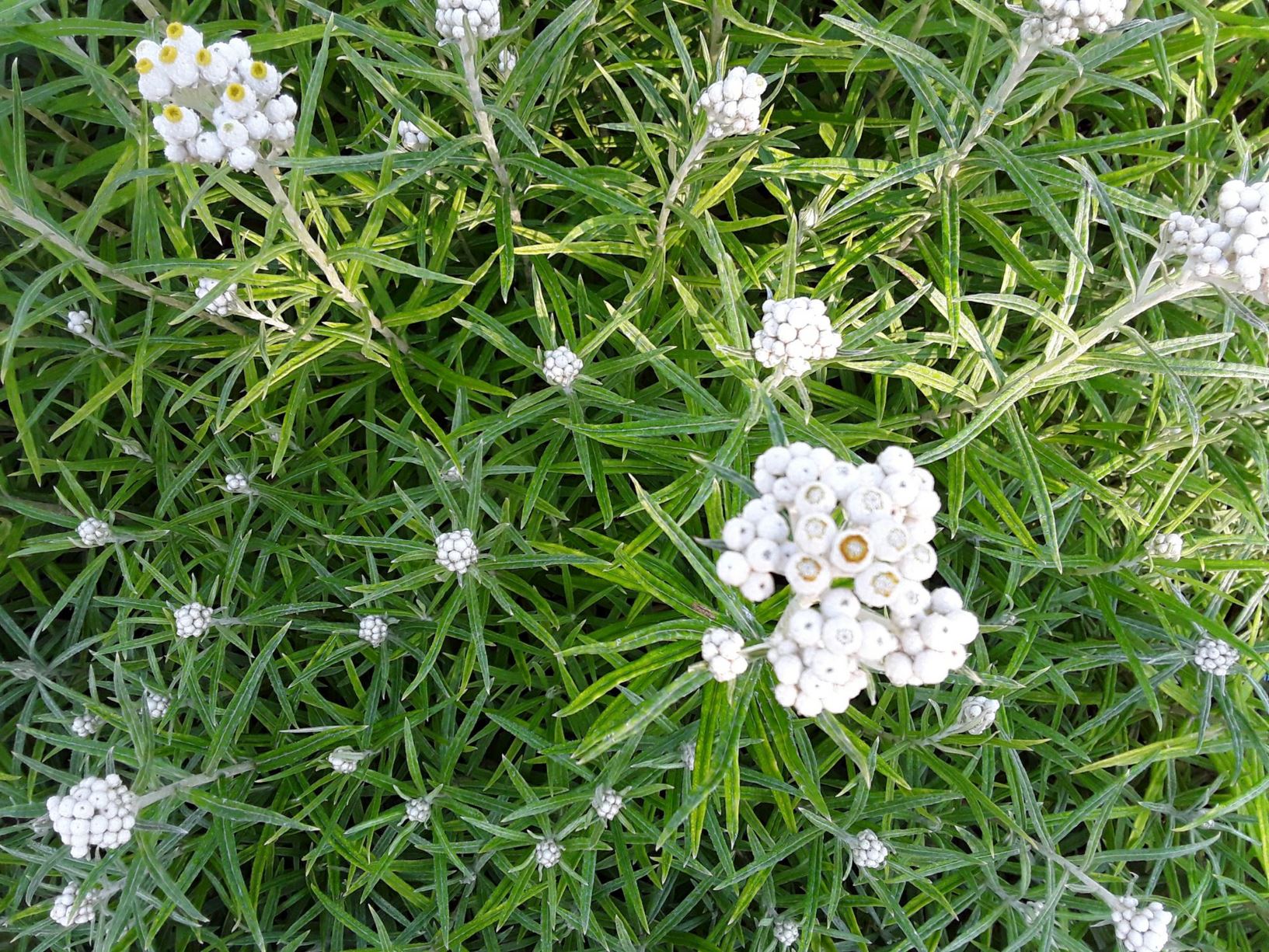 Anaphalis margaritacea 'Neuschnee'