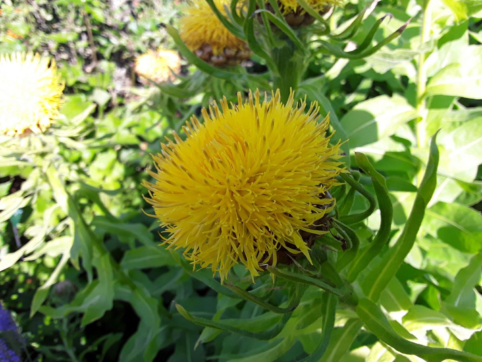 Centaurea macrocephala - y bengaled benfawr, giant knapweed, great-headed centaury, great golden knapwwed, globe centaurea, yellow bachelor's button, lemon fluff, yellow cornflower, big-head knapweed