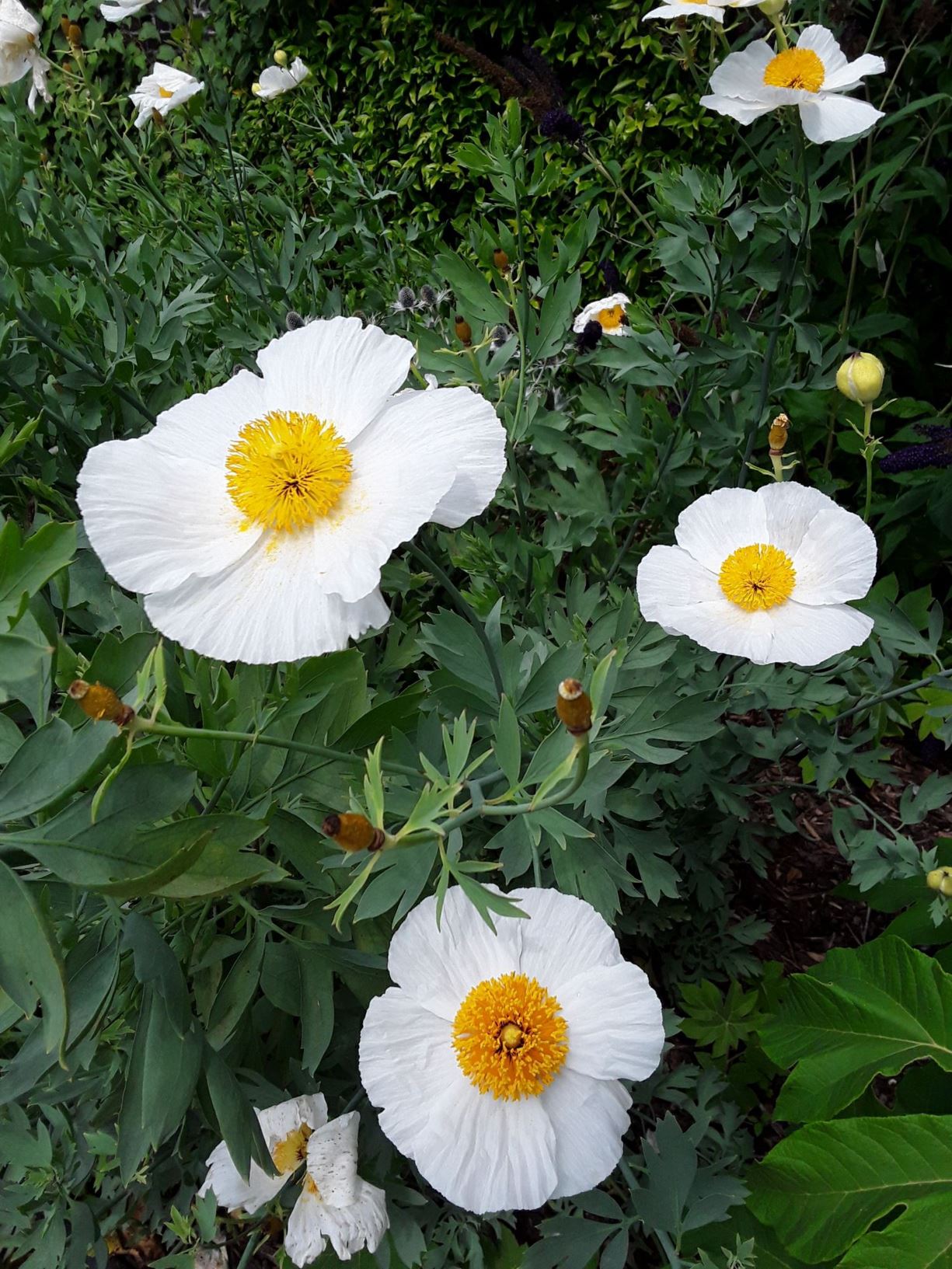 Romneya coulteri - Californian Tree Poppy, Californian Poppy, Bush Poppy, Canyon Poppy, Dream of the Desert, Giant White Californian Poppy, Matiliija Poppy