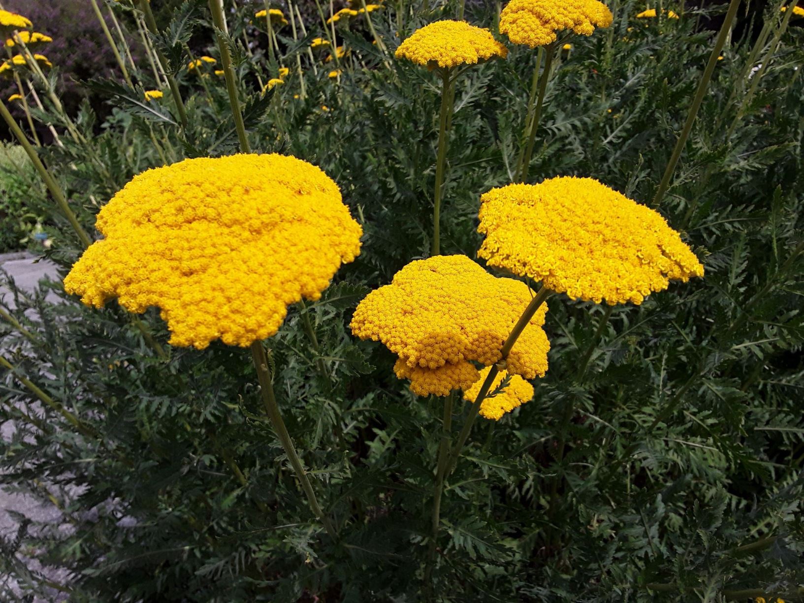 Achillea filipendulina 'Gold Plate' - milddail, yarrow 'Gold Plate'