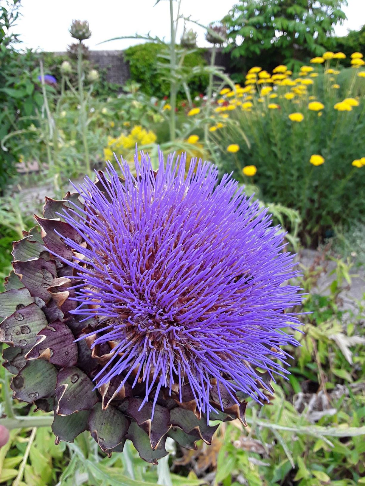 Cynara cardunculus - Marchysgallen y Gerddi, Globe Artichoke, Cardoon, Artichike Thistle, Prickly Artichoke