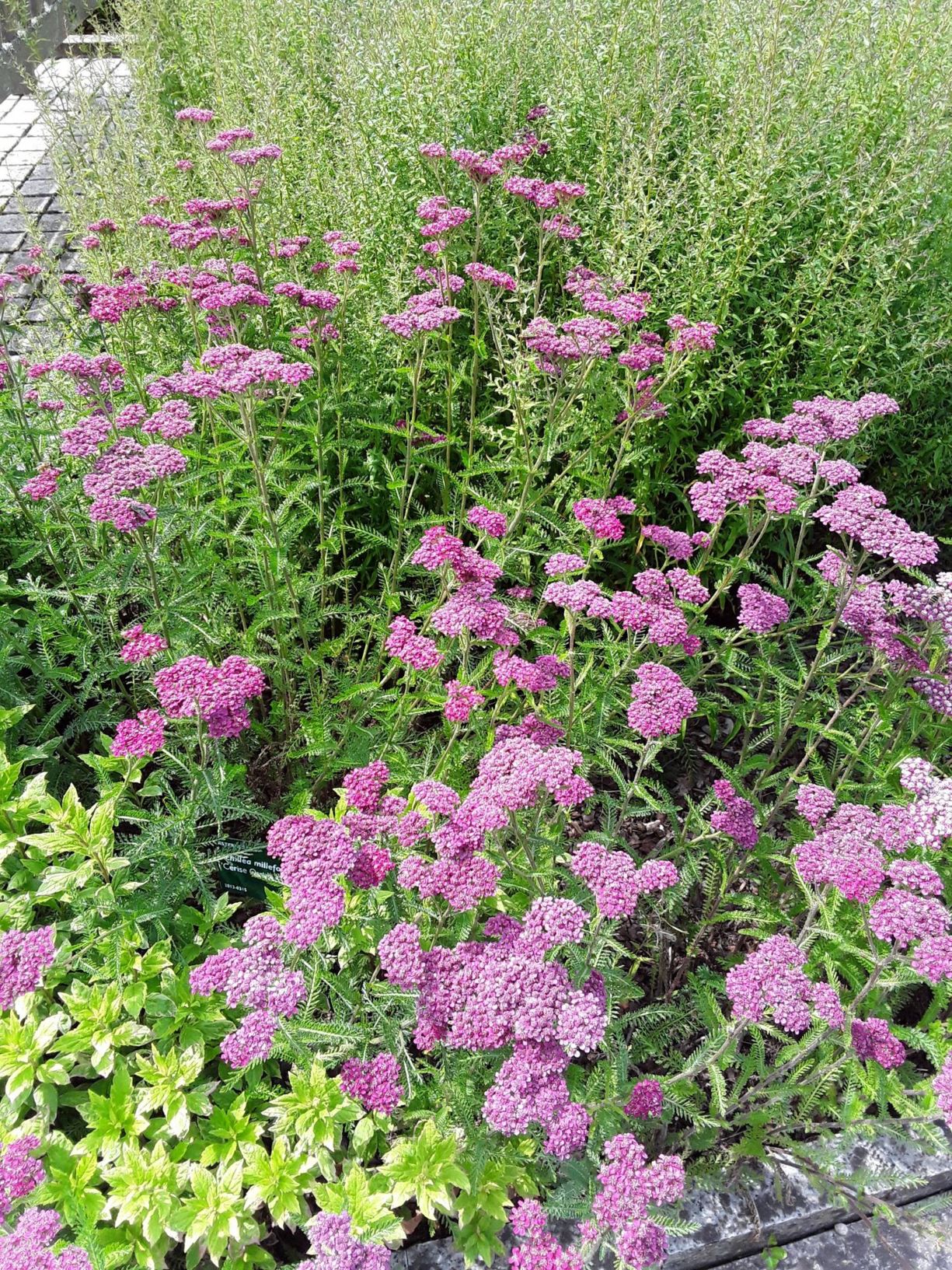 Achillea millefolium 'Cerise Queen' - milddail, yarrow 'Cerise Queen'