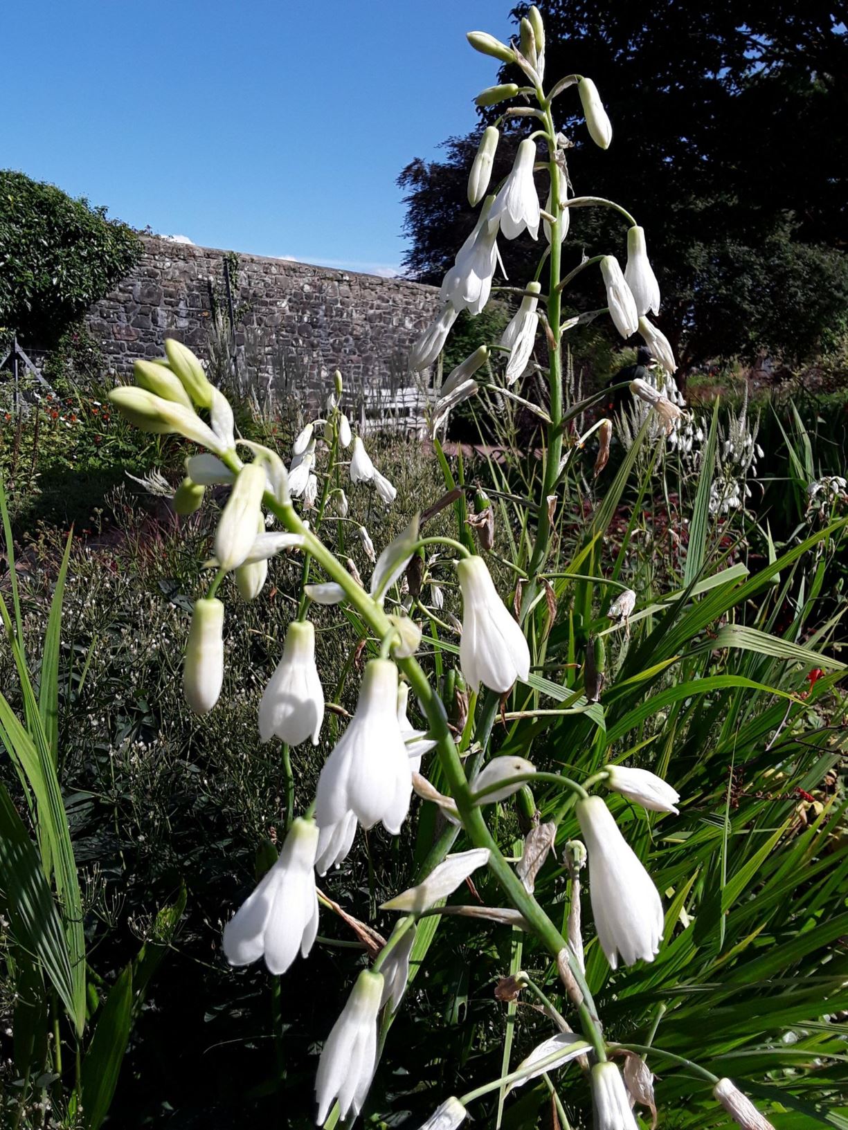 Ornithogalum candicans - summer hyacinth, spire lily, berg lily, Cape hyacinth, berglelie, Kaapse hiasint