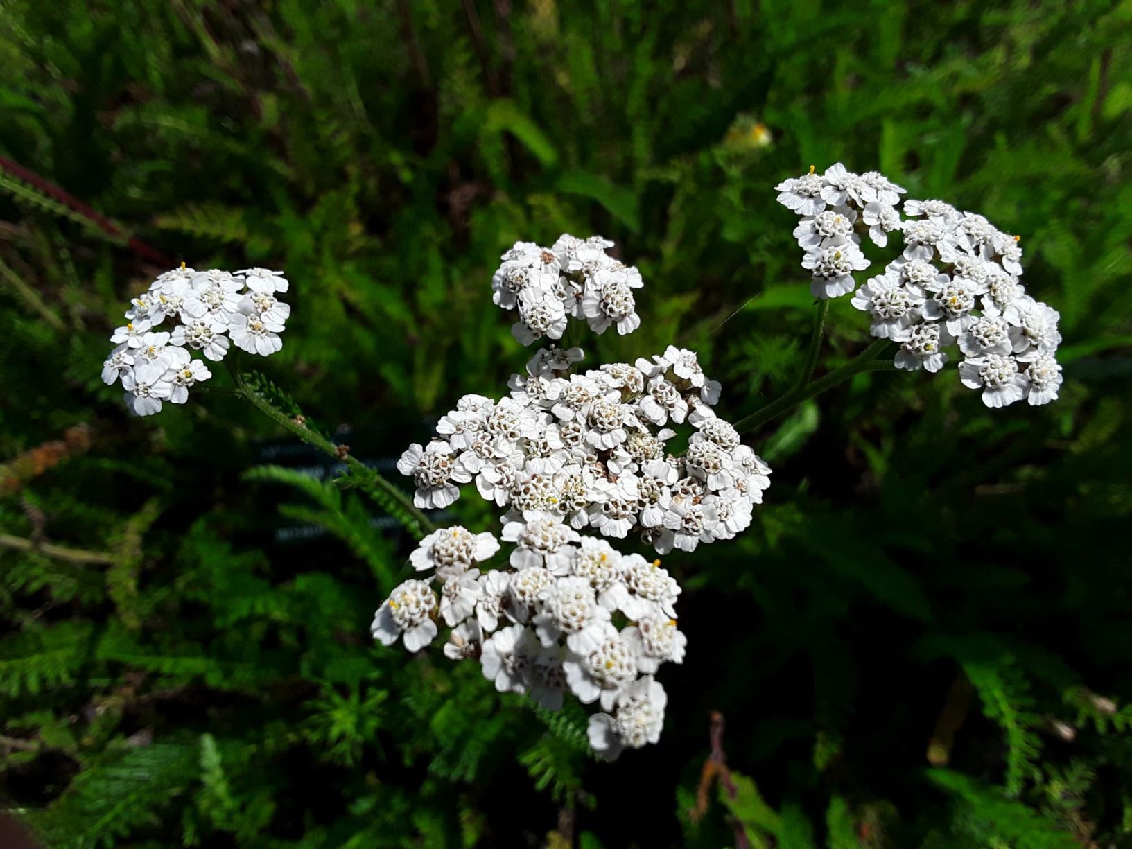 Achillea millefolium - milddail, yarrow, devil's nettle, hundred-leaved grass, lace plant, nose pepper, nosebleed, old man's pepper, soldier's woundwort, thousand weed