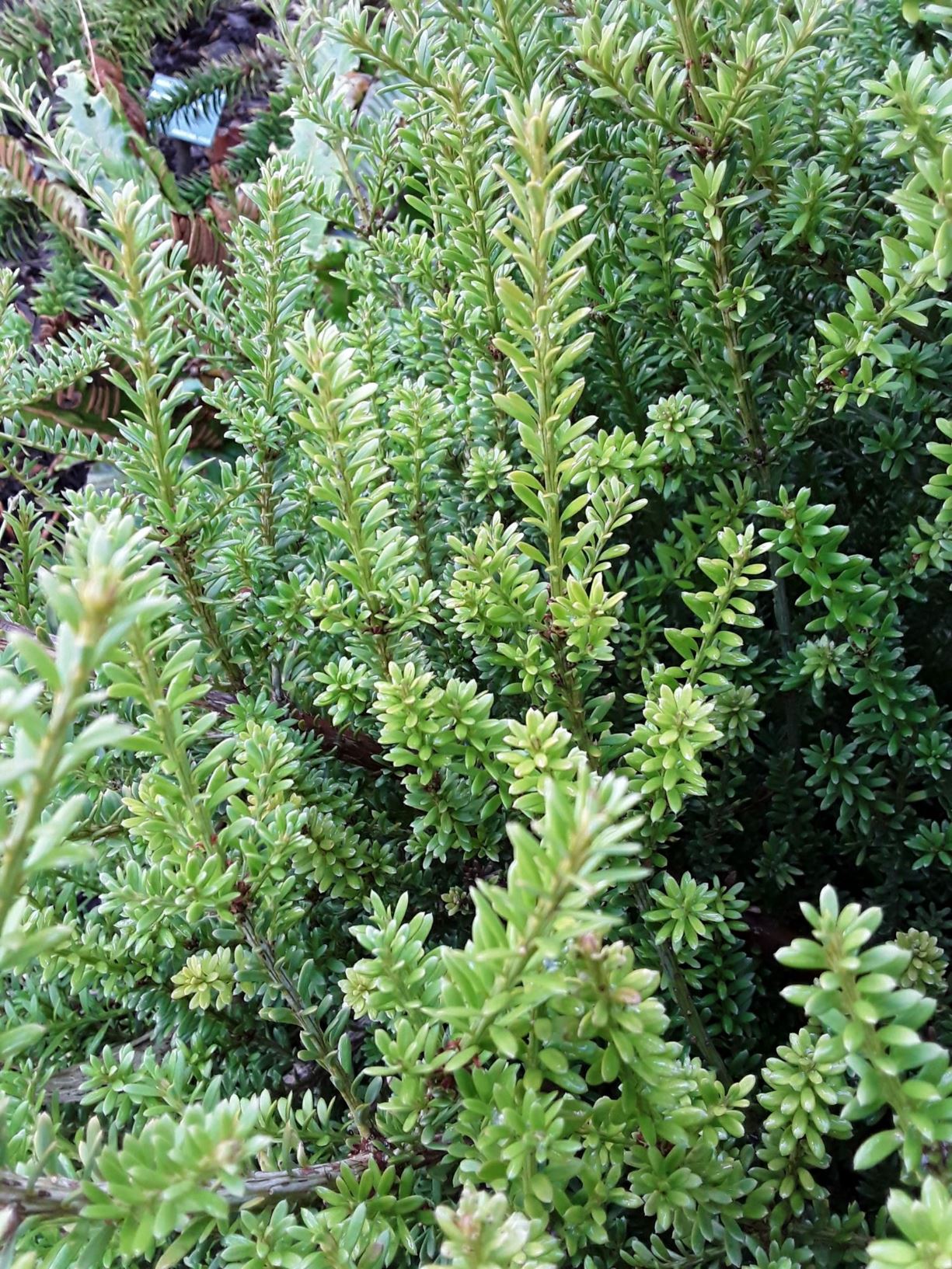 Podocarpus nivalis - Alpine Totara, snow totara