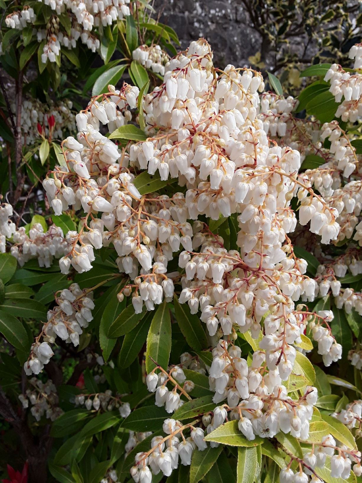 Pieris japonica - lily-of-the-valley bush