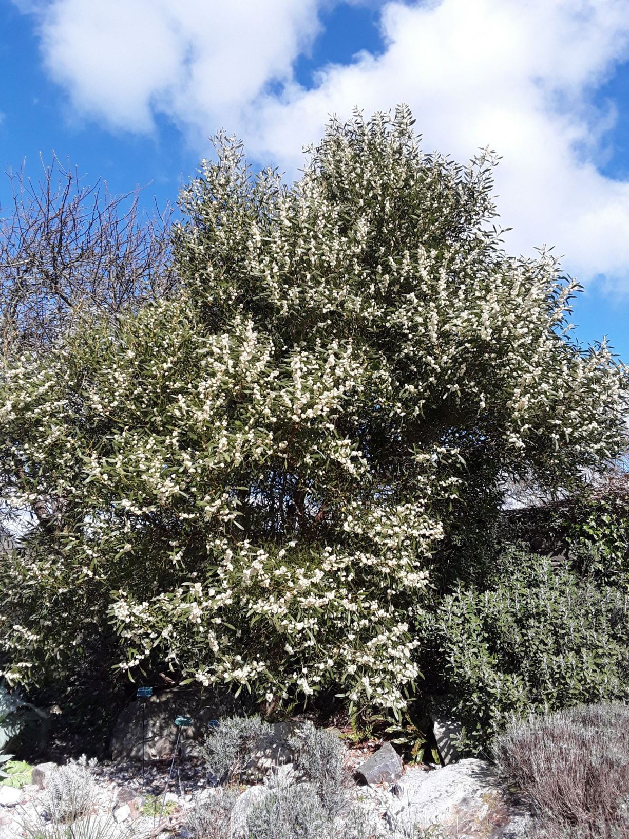 Acacia melanoxylon - acasia pren du, blackwood, hickory, sally wattle, Australian blackwood