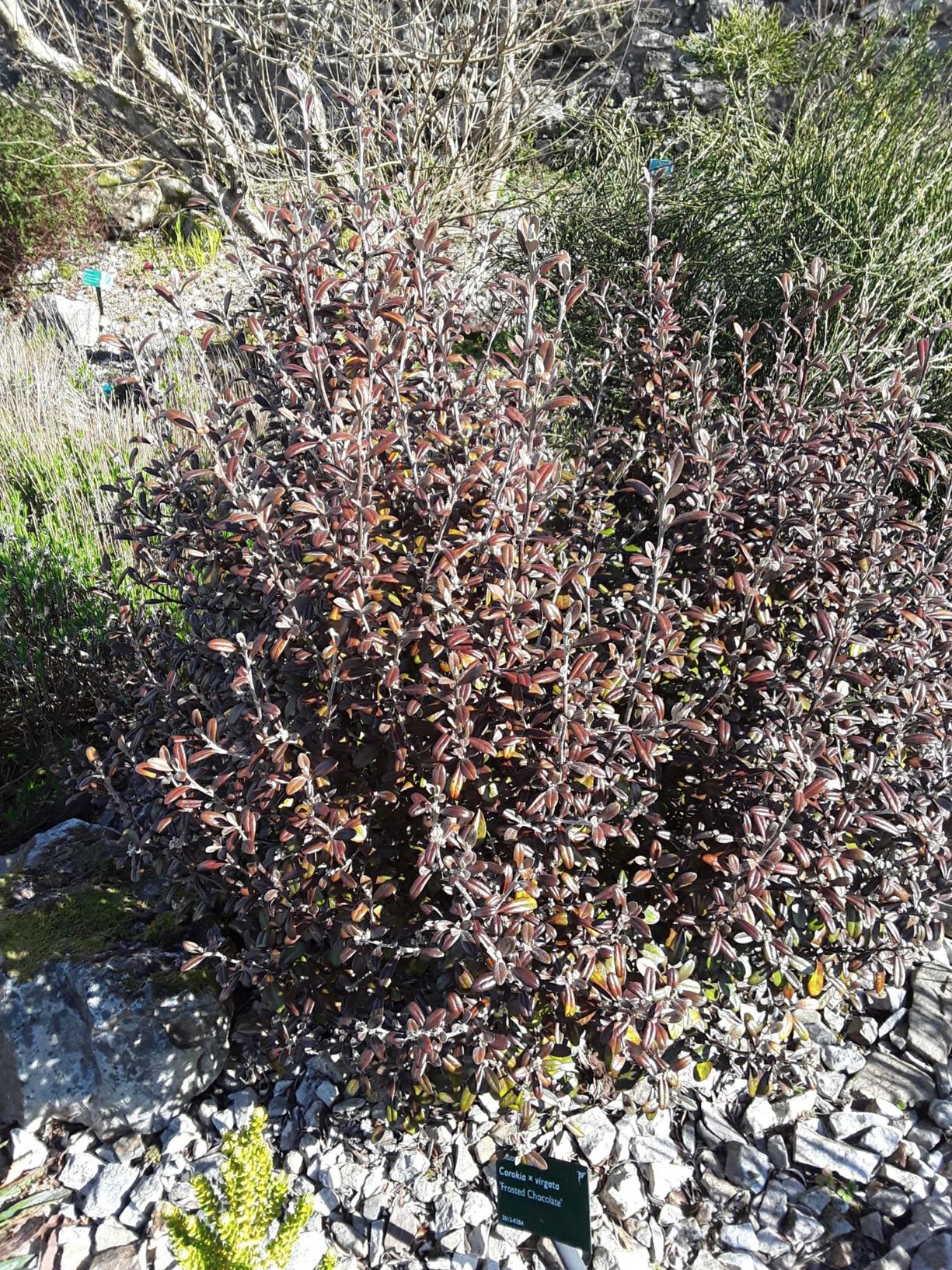 Corokia × virgata 'Frosted Chocolate' - Hybrid Wire-netting Bush