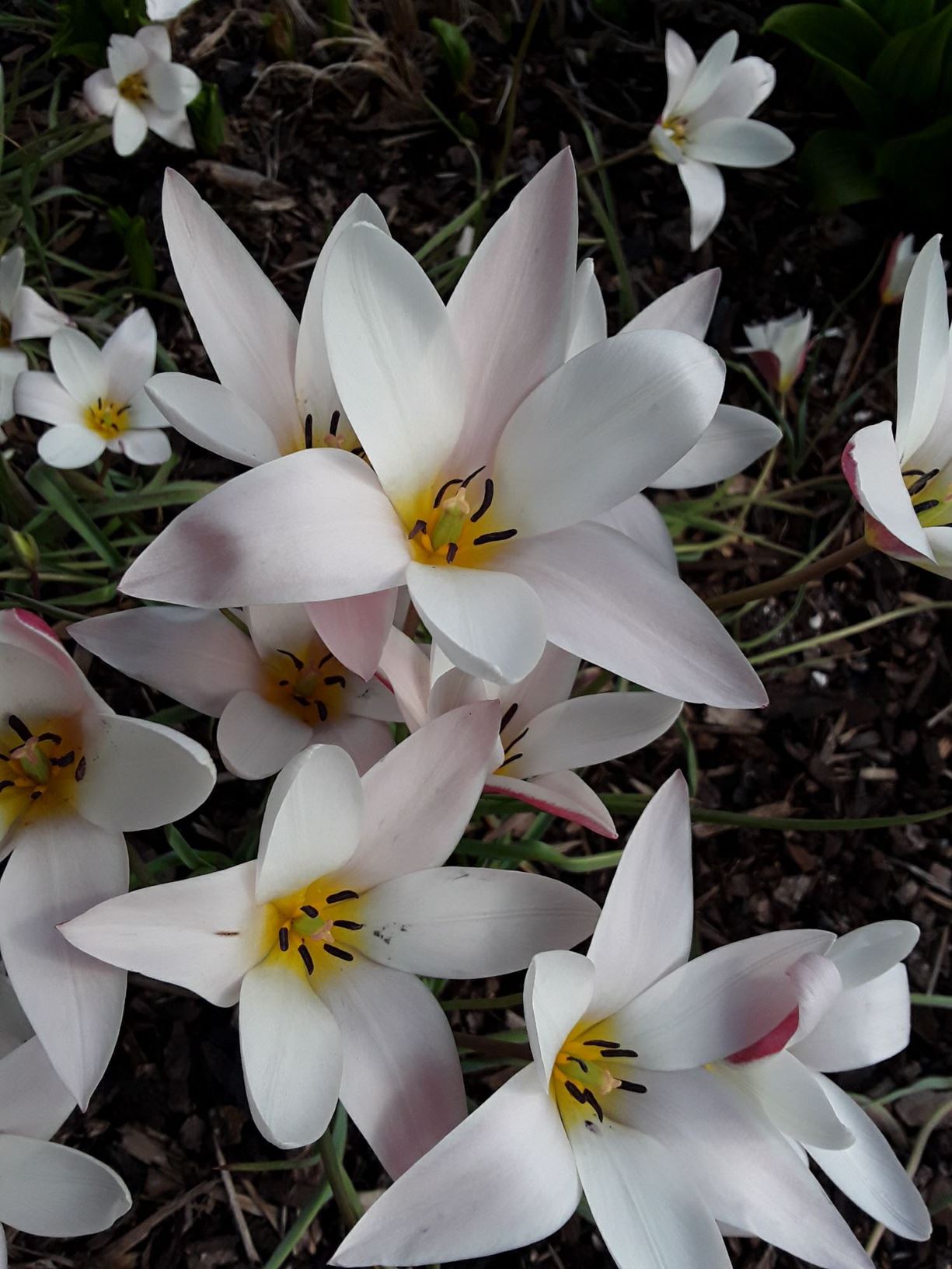 Tulipa 'Lady Jane' - tiwlip, tulip