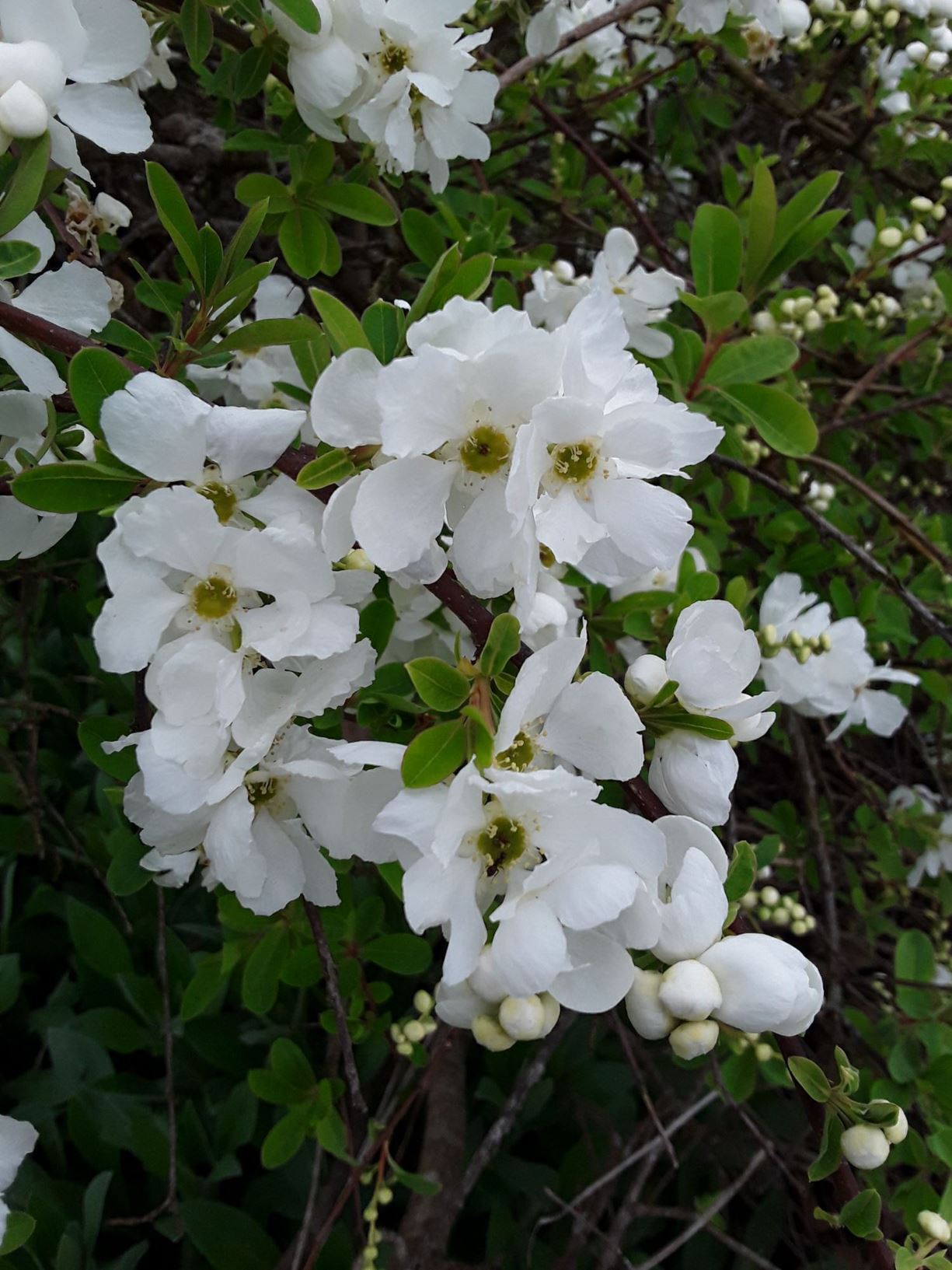 Exochorda × macrantha 'The Bride' - pearlbush 'The Bride'