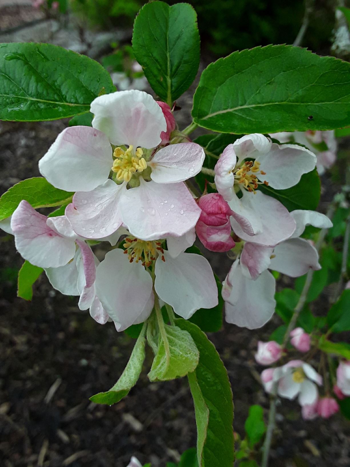 Malus × robusta 'Red Sentinel' - afal surion, crab apple