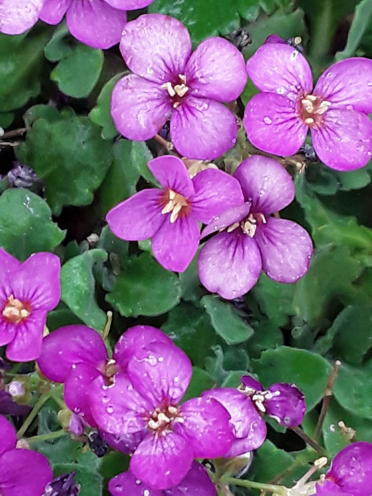 Arabis alpina subsp. caucasica 'Doulier Anguine' - mountain rock cress