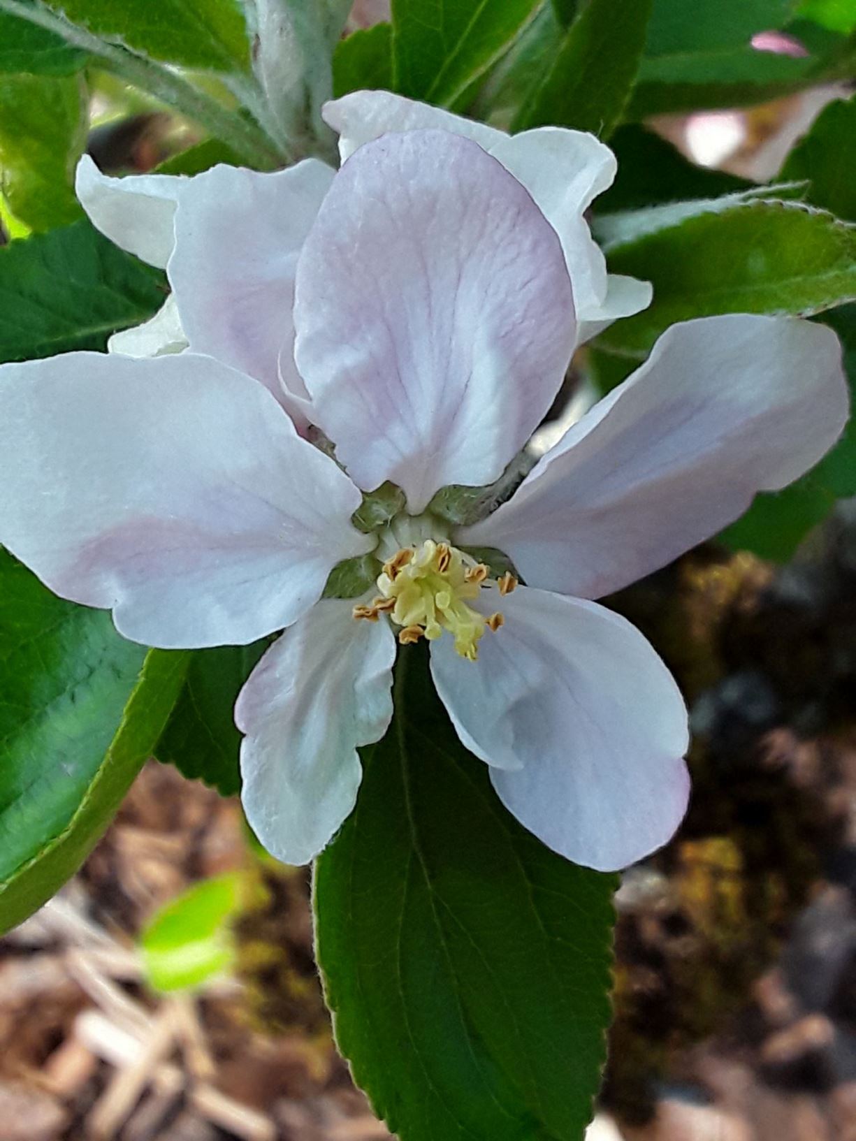 Malus domestica 'Baker's Delicious' - afal bwyta, eating apple