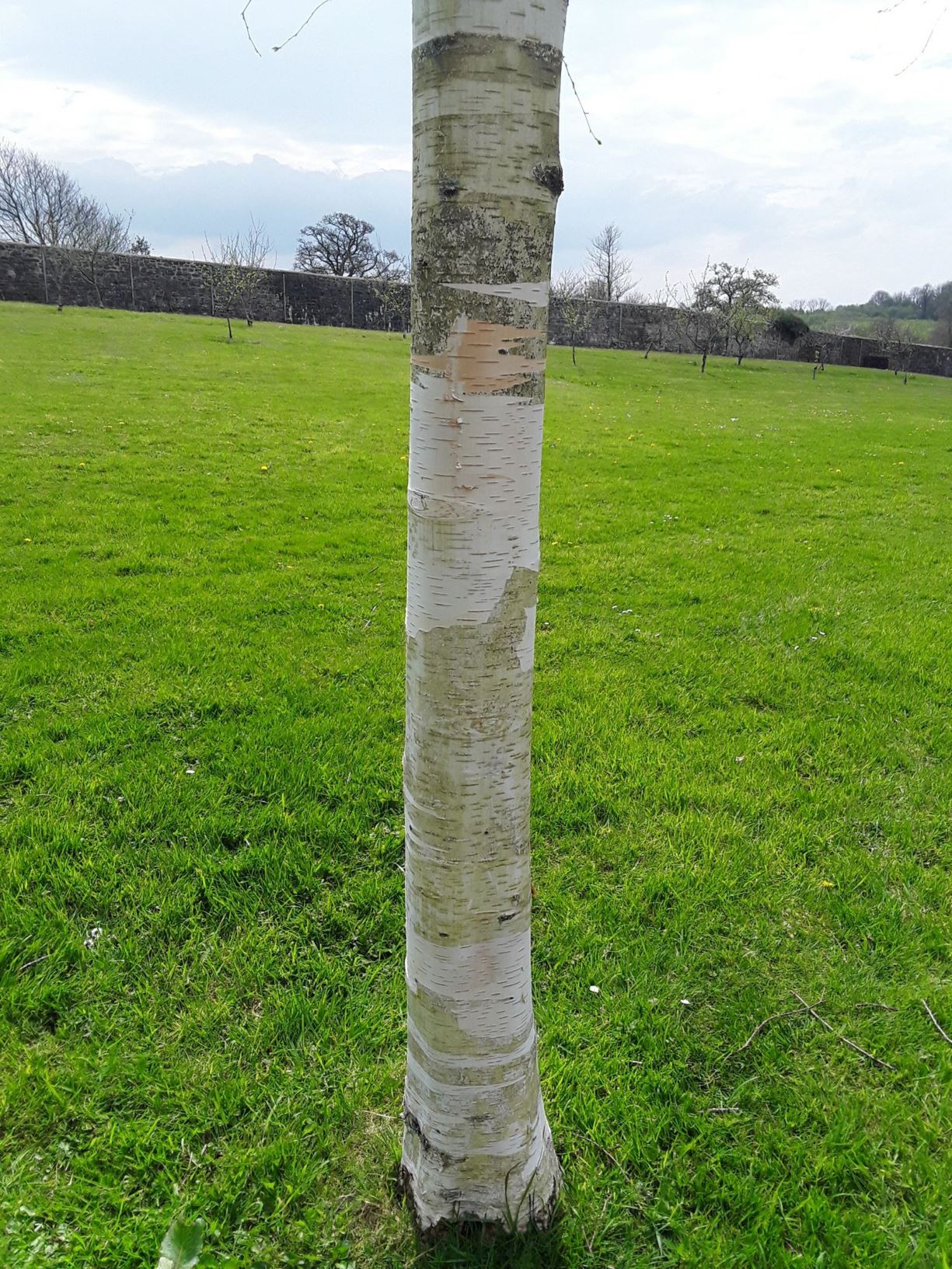 Betula Utilis Subsp Jacquemontii Coeden Bedw West Himalayan Birch betula-utilis-subsp-jacquemontii-coeden-bedw-west-himalayan-birch