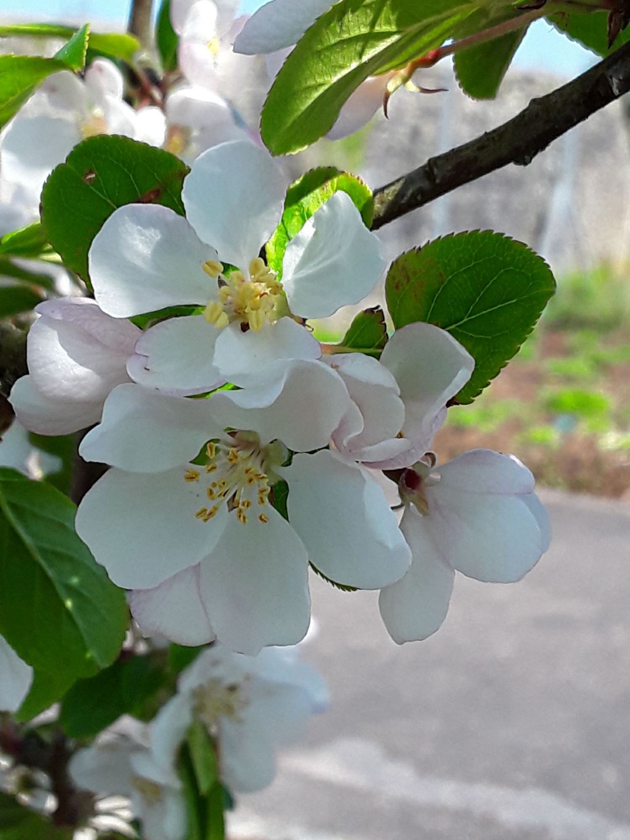 Malus × atrosanguinea 'Gorgeous' - afal surion, crab apple 'Gorgeous'