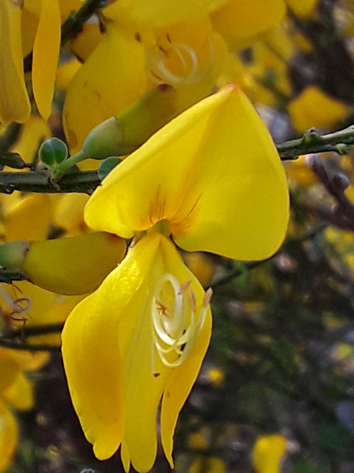 Cytisus scoparius - Banadl, Beesom, Beson, Common Broom, Green Broom, Scotch Broom, Scots Broom