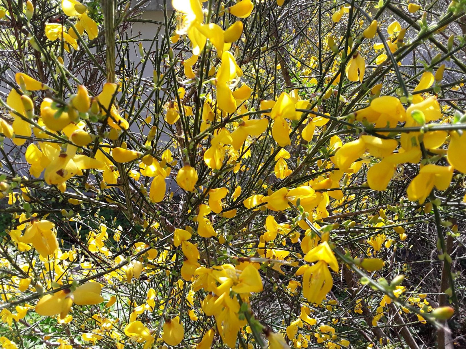 Cytisus scoparius Banadl, Beesom, Beson, Common Broom, Green Broom