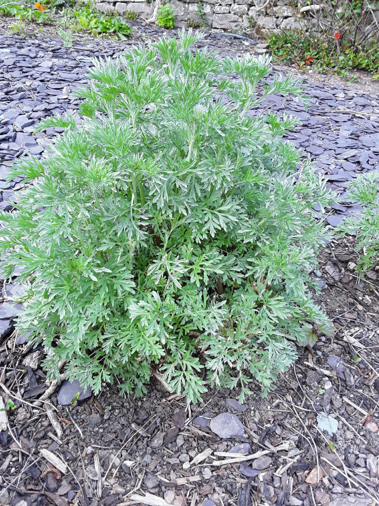 Artemisia absinthium - y wermod lwyd, wormwood