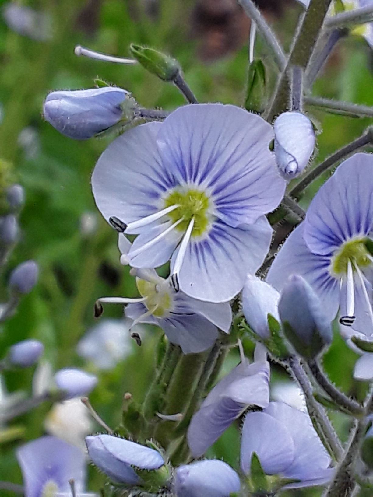 Veronica gentianoides 'Blue Streak'