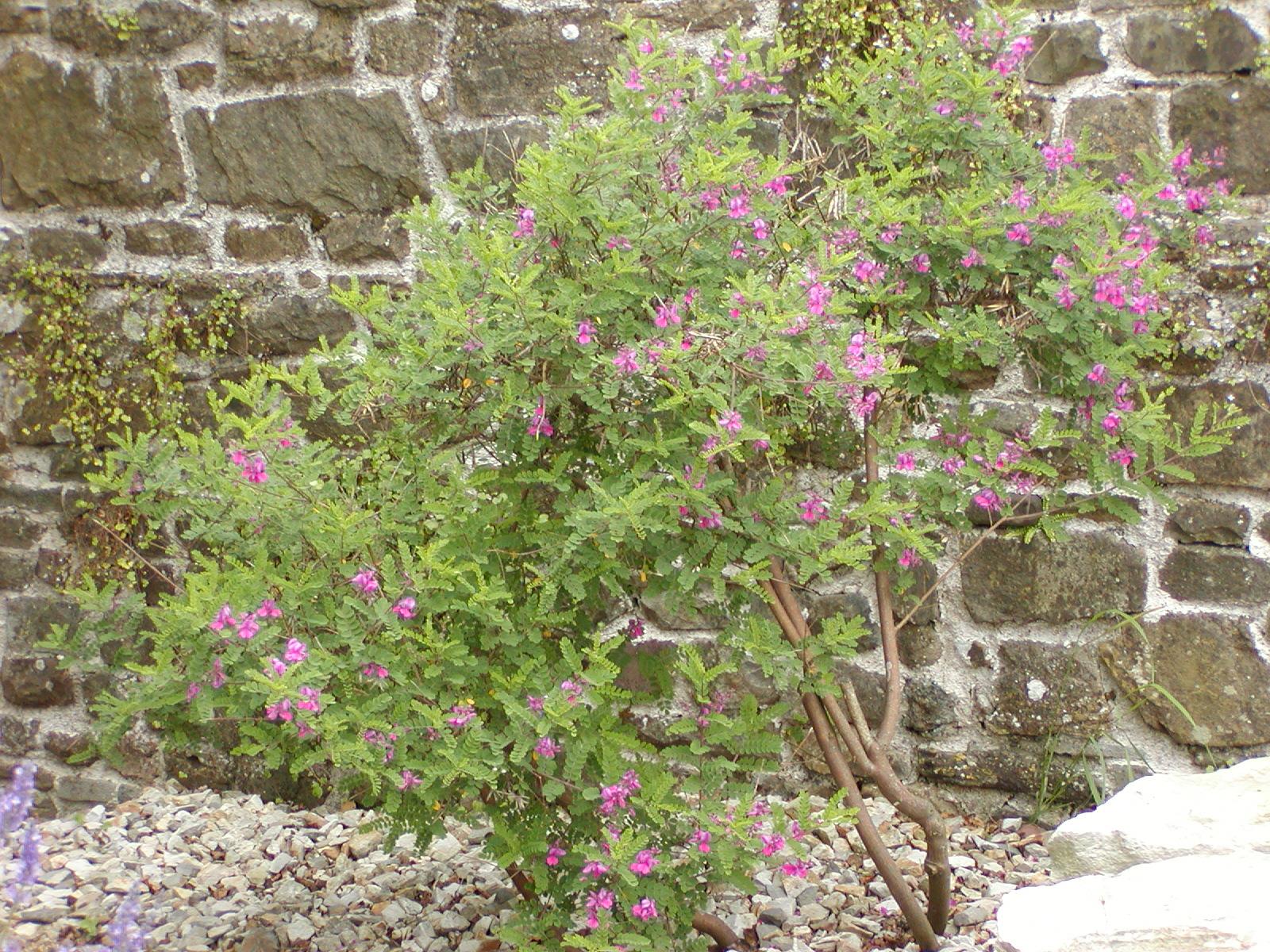 Indigofera sp.