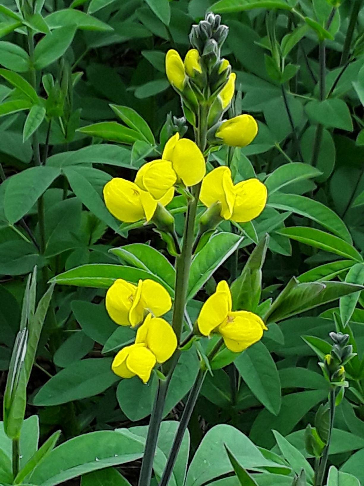 Thermopsis montana - Ffug Fysedd-y-blaidd, False Lupin, Mountain Goldenbanner, Golden Pea