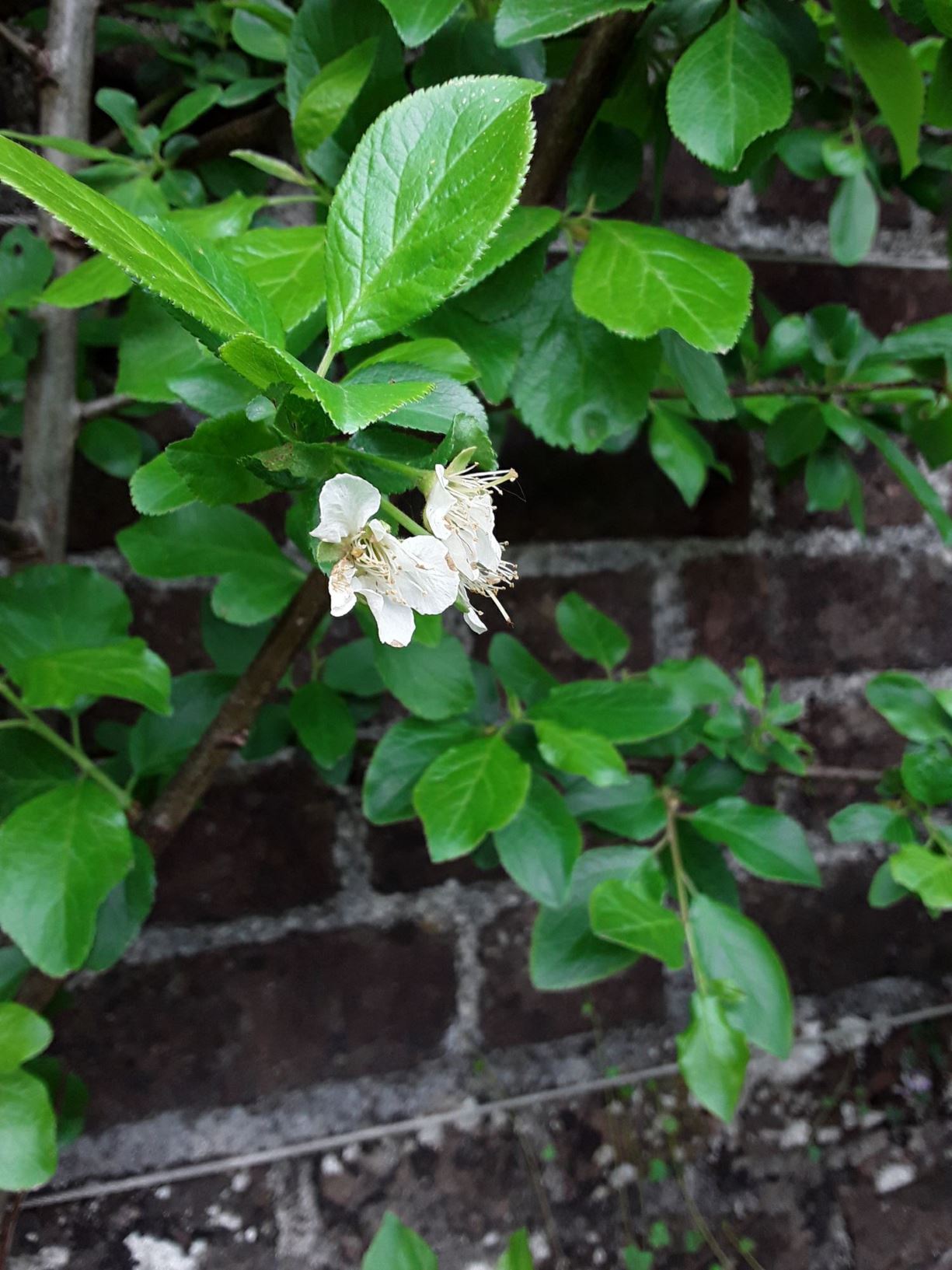 Prunus domestica 'Marjorie's Seedling' - Coeden Eirin, Plum