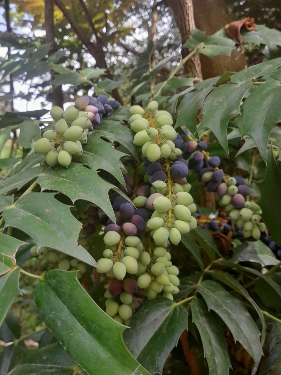 Mahonia × media 'Lionel Fortescue' - Llwyn Oregon, Oregon Grape