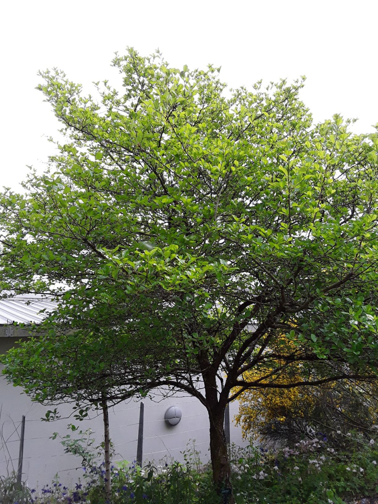 Crataegus persimilis 'Prunifolia Splendens' - Draenen Wen Lydanddail ...