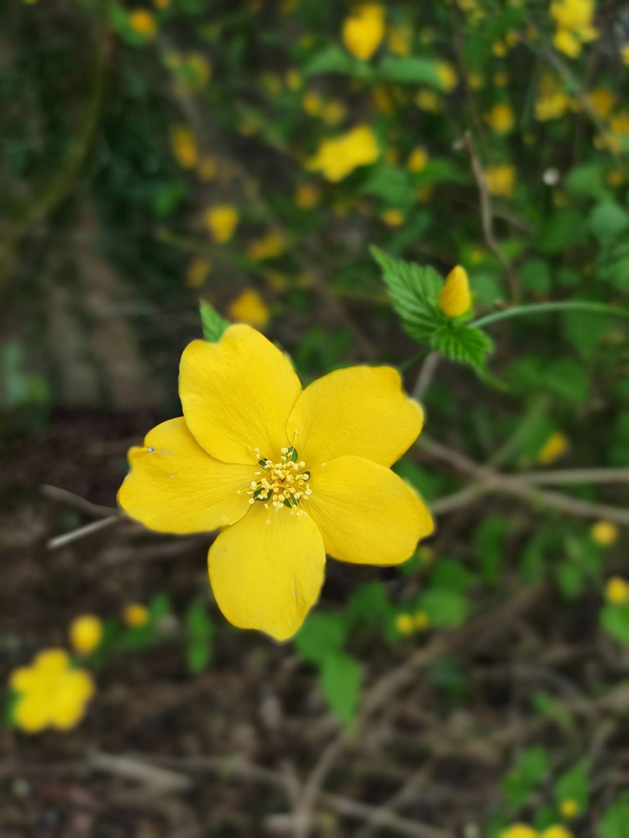 Kerria japonica 'Golden Guinea' - cerria, Japanese rose 'Golden Guinea'