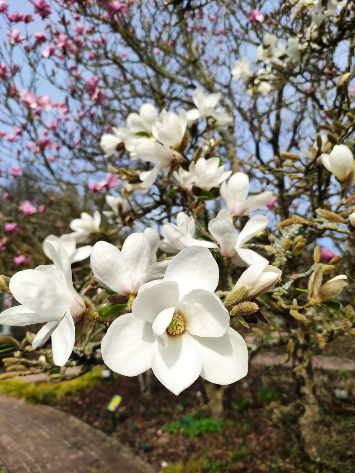 Magnolia kobus 'Norman Gould' - magnolia 'Norman Gould'