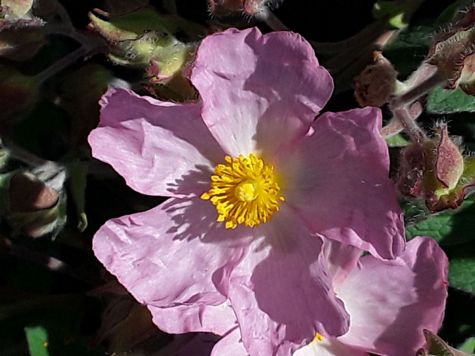 Cistus × lenis 'Grayswood Pink' - rock rose 'Grayswood Pink'