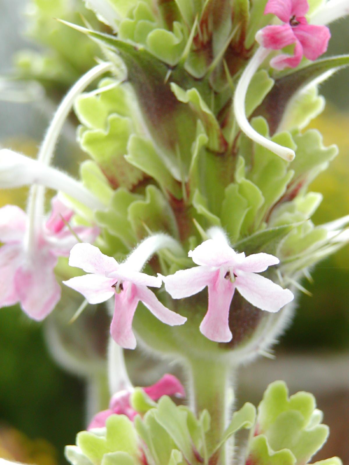 Morina longifolia - Long-leaved Whorl-flower, Whorlflower