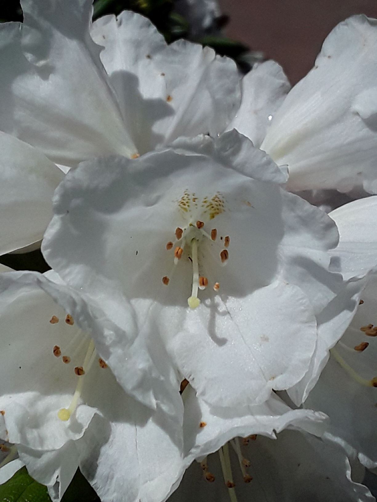 Rhododendron yakushimanum 'Koichiro Wada' - rhododendron 'Koichiro Wada'