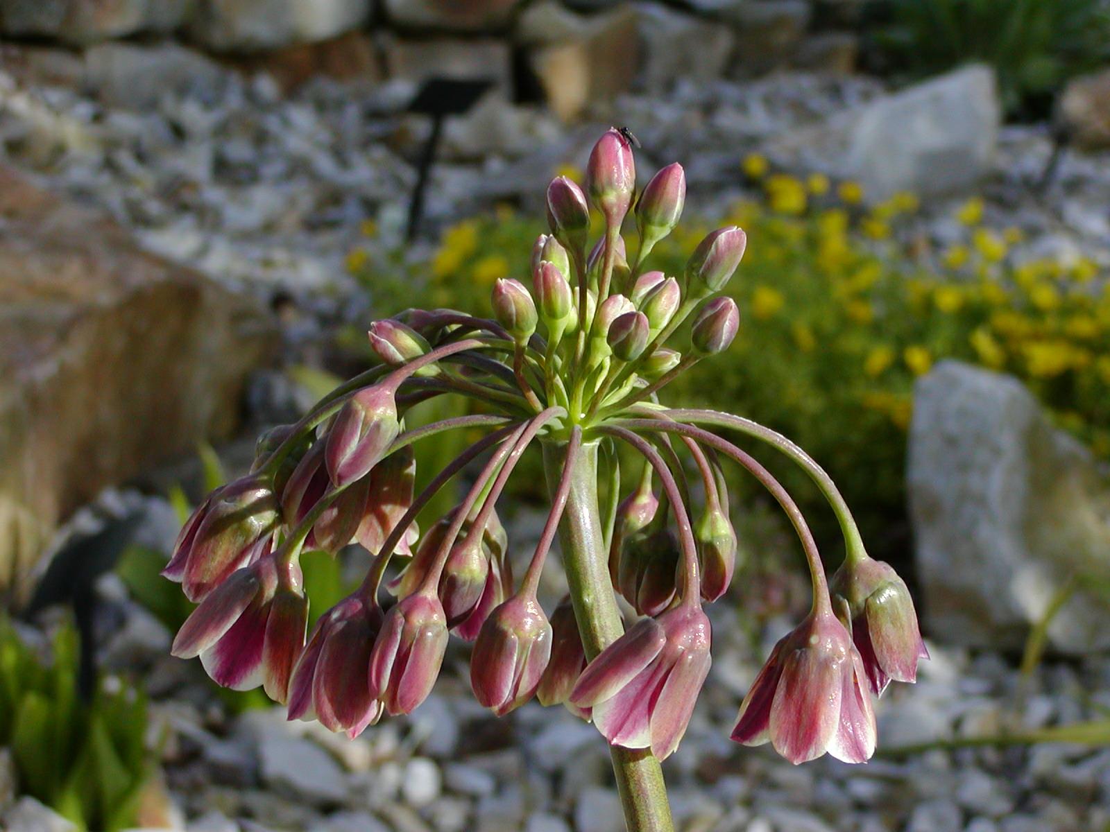 Allium siculum subsp. dioscoridis - Bulgarian honey garlic