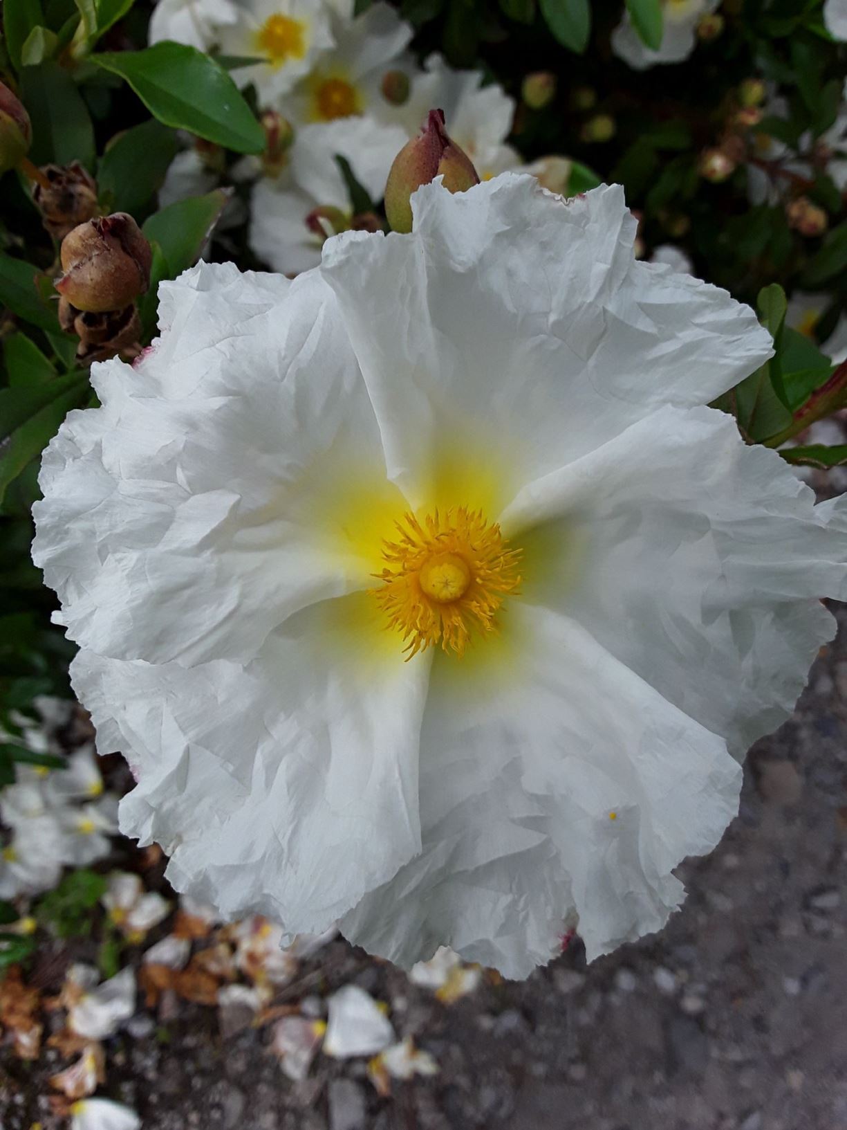 Cistus ladanifer var. petiolatus 'Bennetts White'