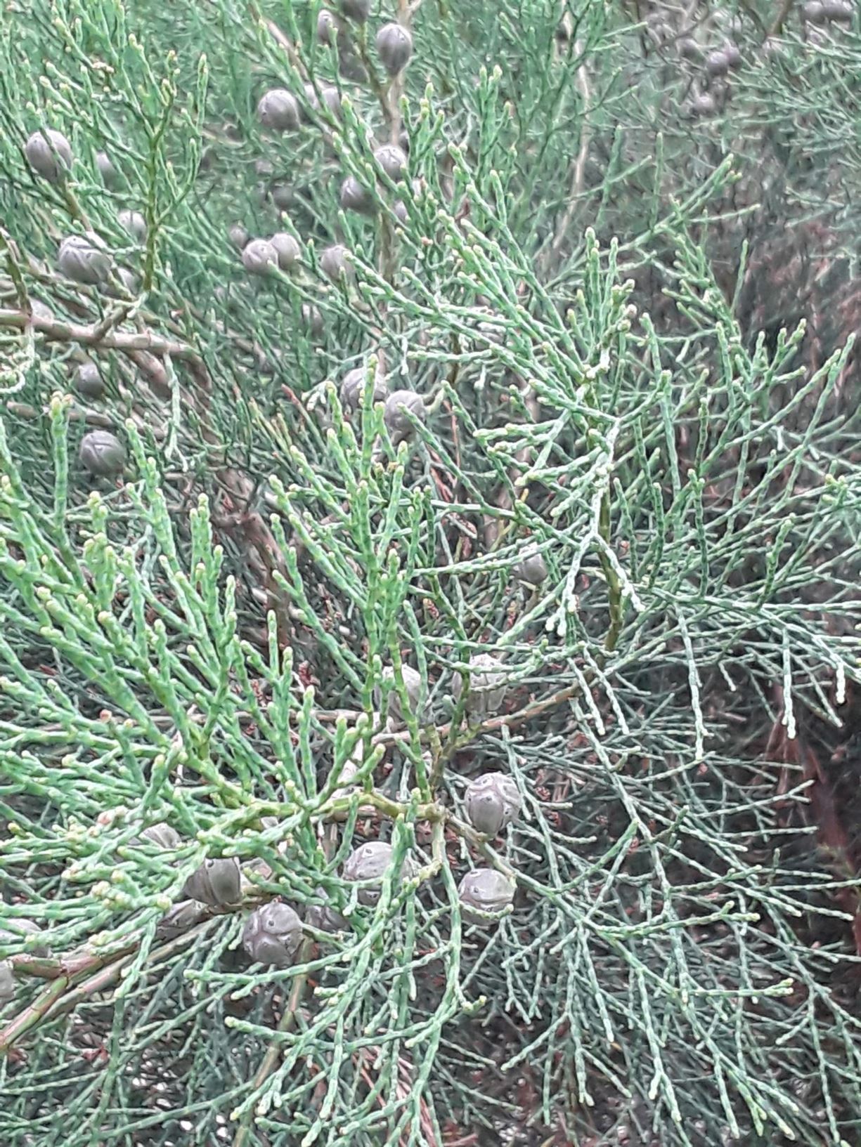 Callitris drummondii - Drummond's cypress pine