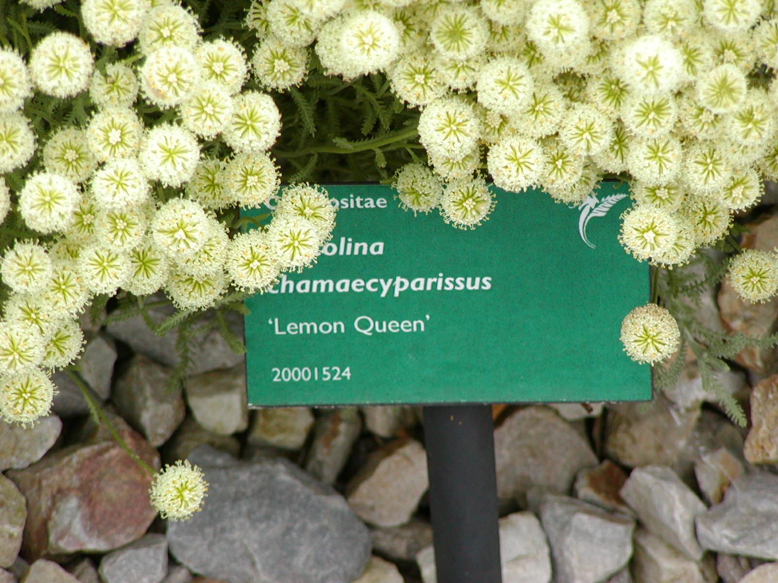 Santolina chamaecyparissus 'Lemon Queen' - hen wraig, lavender cotton 'Lemon Queen'