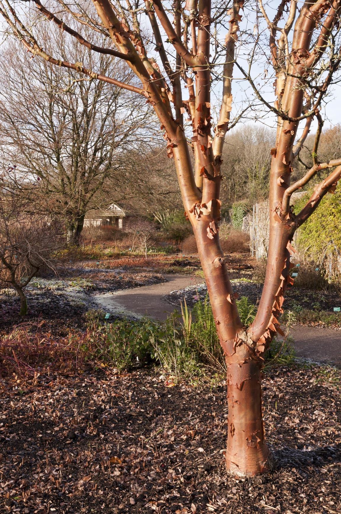 Acer griseum - masarnen, paperbark maple, Chinese paperbark maple