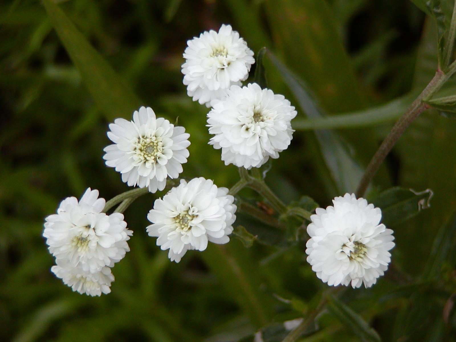 Achillea ptarmica - ystrewlys, sneezeweed, ball of snow, European pellitory, fair maids of France, goosetongue, seven years' love, sneezewort, sneeze yarrow, white tansy, wild pellitory