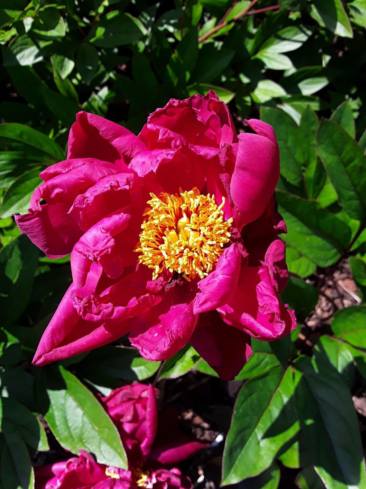 Paeonia lactiflora 'Agida' - peony