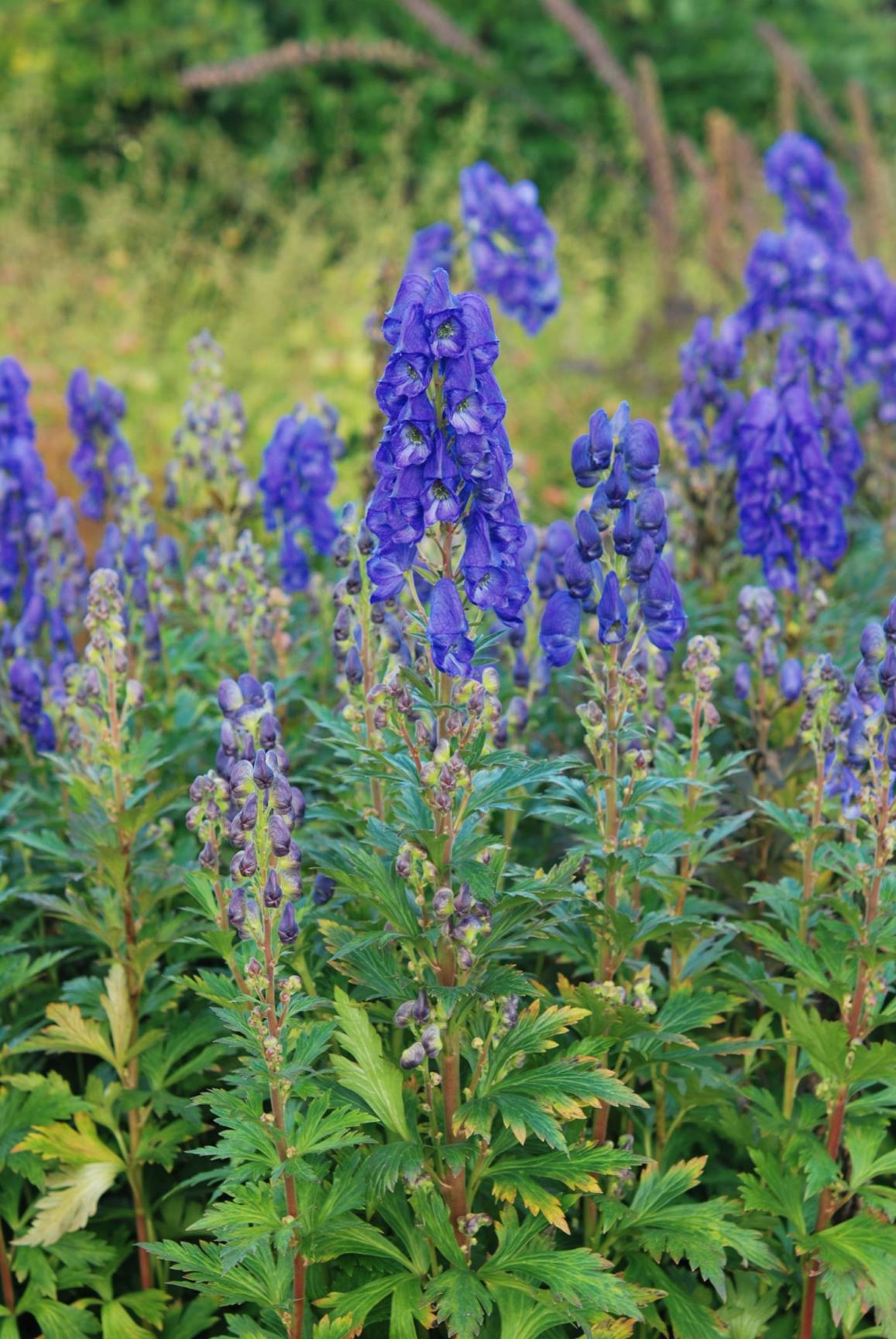 Aconitum carmichaelii - cwcwll y mynach, Carmichael's monk's hood, Sichuan aconite, Japanese aconite