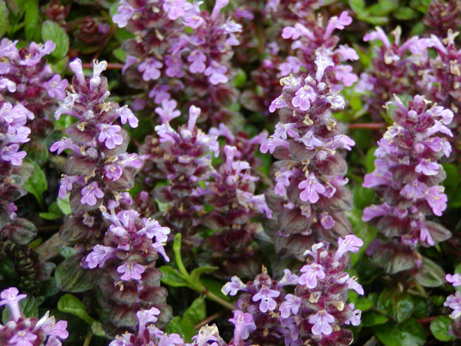 Ajuga genevensis 'Tottenham' - bugle 'Tottenham'