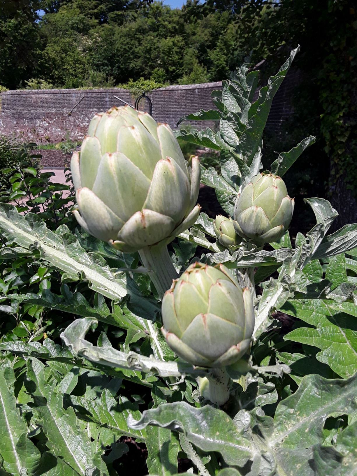 Cynara cardunculus (Scolymus Group) 'Gros Vert de Lâon' - marchysgallen y gerddi, globe artichoke