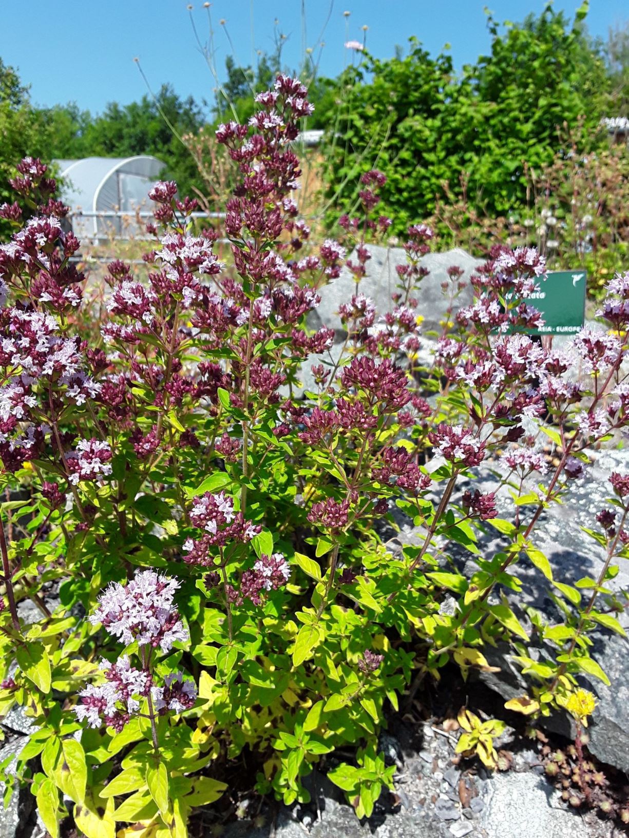 Origanum vulgare - penrhudd, oregano, wild marjoram, English marjoram, wintersweet, pot marjoram